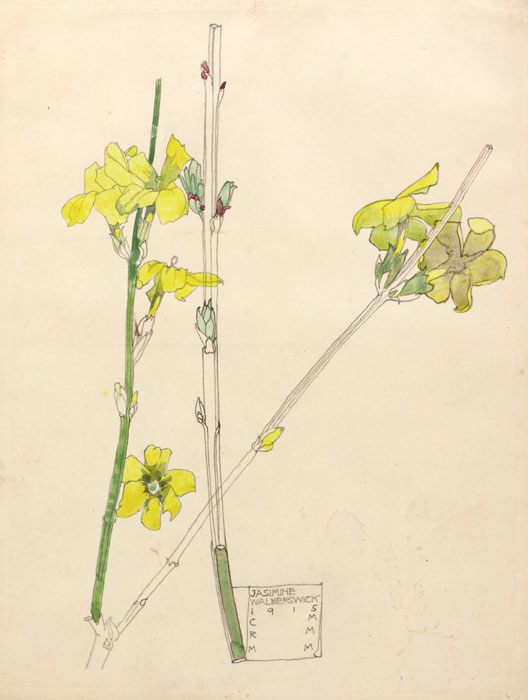 Watercolours by Charles Rennie Mackintosh